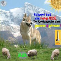 SilberRakete_Wolf-Krise-Schafe-fressen