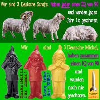 SilberRakete_3Schafe-3Michel-Zwerge-IQ90-1xJahr-geschoren-Merkel-Euro